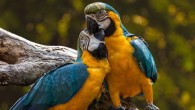 Gutiérrez-Ibáñez et al found that SpM is greatly enlarged in parrots. Image credit: Edmond Lafoto.