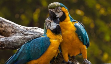 Gutiérrez-Ibáñez et al found that SpM is greatly enlarged in parrots. Image credit: Edmond Lafoto.