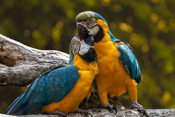 Gutiérrez-Ibáñez et al found that SpM is greatly enlarged in parrots. Image credit: Edmond Lafoto.