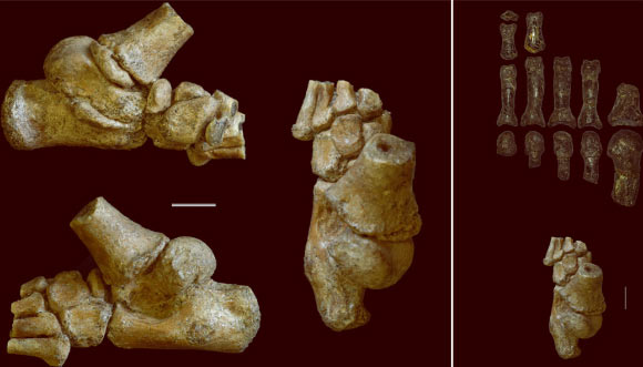 Australopithecus afarensis juvenile foot: DIK-1-1f shown in (clockwise from top left) medial, dorsal, and lateral views; to right, dorsal view of DIK-1-1f and the foot of adult Australopithecus afarensis. Scale bars - 1 cm. Image credit: DeSilva et al, doi: 10.1126/sciadv.aar7723.