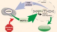 The mitochondrial genome is regulated by factors encoded in the nucleus. Kim et al now show that a mitochondrial-encoded protein called MOTS-c can dynamically translocate to the nucleus in response to metabolic stress and regulate adaptive nuclear gene expression; the findings suggest that mitonuclear communication is genetically integrated. Image credit: Kim et al, doi: 10.1016/j.cmet.2018.06.008.
