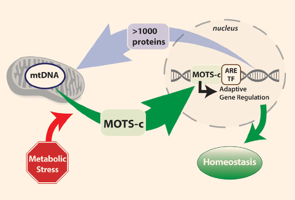 The mitochondrial genome is regulated by factors encoded in the nucleus. Kim et al now show that a mitochondrial-encoded protein called MOTS-c can dynamically translocate to the nucleus in response to metabolic stress and regulate adaptive nuclear gene expression; the findings suggest that mitonuclear communication is genetically integrated. Image credit: Kim et al, doi: 10.1016/j.cmet.2018.06.008.