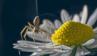 Ballooning spider showing a tiptoe stance on a daisy. Image credit: Michael Hutchinson.