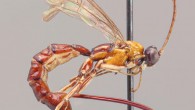 Clistopyga crassicaudata. Image credit: University of Turku.