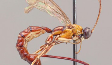 Clistopyga crassicaudata. Image credit: University of Turku.