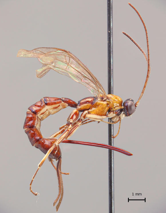 Clistopyga crassicaudata. Image credit: University of Turku.
