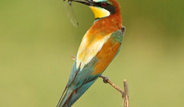 An European bee-eater (Merops apiaster) with an insect. Image credit: Antonios Tsaknakis / CC BY-SA 4.0.
