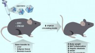 Jimenez et al describe the use of adeno-associated viral vectors to achieve long-term production of fibroblast growth factor 21 (FGF21) to treat obesity and insulin resistance. Image credit: Jimenez et al, doi: 10.15252/emmm.201708791.