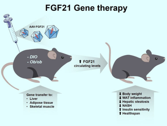 Jimenez et al describe the use of adeno-associated viral vectors to achieve long-term production of fibroblast growth factor 21 (FGF21) to treat obesity and insulin resistance. Image credit: Jimenez et al, doi: 10.15252/emmm.201708791.