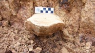 The 2.12-million-year-old stone artifact at the Shangchen site, China. Image credit: Zhaoyu Zhu.