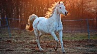 Horses produce more snorts in favorable situations. Image credit: Rihaij.