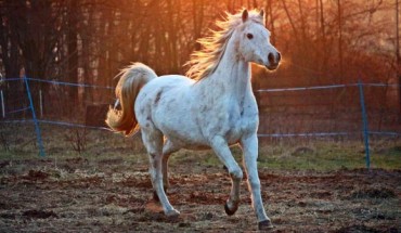 Horses produce more snorts in favorable situations. Image credit: Rihaij.