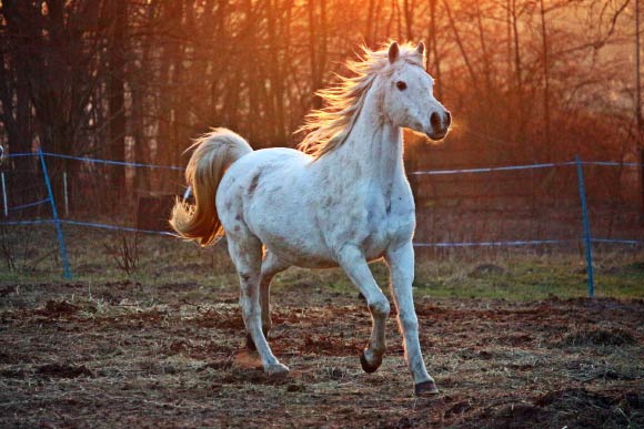 Horses produce more snorts in favorable situations. Image credit: Rihaij.