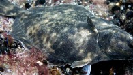 The Baltic flounder (Platichthys solemdali). Image credit: Mats Westerbom.