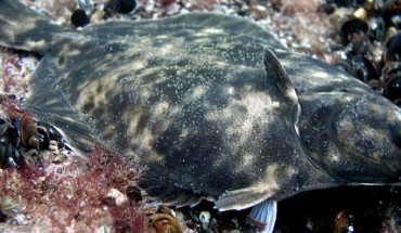 The Baltic flounder (Platichthys solemdali). Image credit: Mats Westerbom.