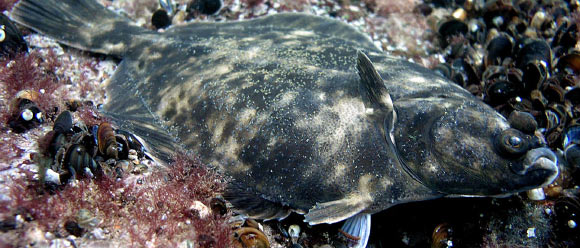 The Baltic flounder (Platichthys solemdali). Image credit: Mats Westerbom.