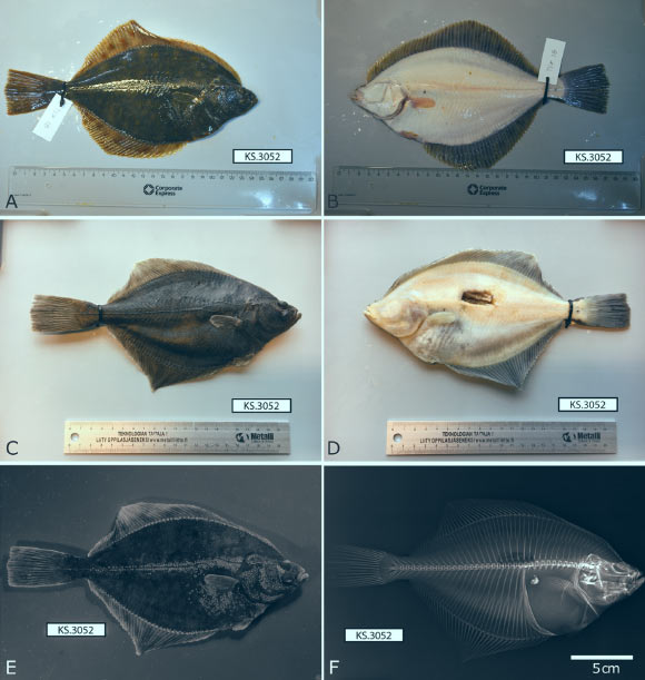 Photographic images of the holotype of the Baltic flounder (Platichthys solemdali), adult female, 21.3 cm long, right form specimen, from the western Gulf of Finland: (A) dorsal view before fixation; (B) ventral view before fixation; (C) dorsal view after fixation; (D) ventral view after fixation; (E) photograph under UV light showing bony plates, and (F) X-ray image. Image credit: Momigliano et al, doi: 10.3389/fmars.2018.00225.