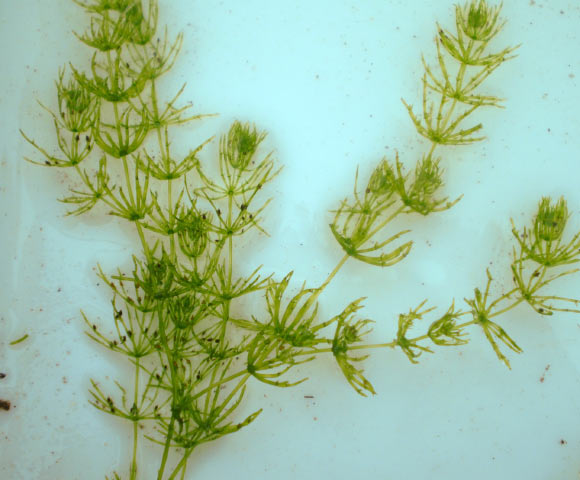 Chara braunii. Image credit: Show Ryu / CC BY-SA 3.0.