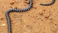 Vermicella parscauda. Image credit: Freek Vonk.