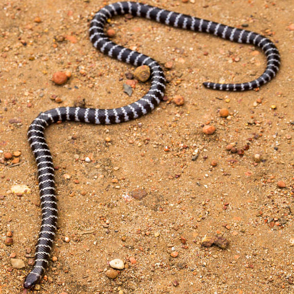 Vermicella parscauda. Image credit: Freek Vonk.