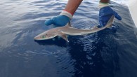 The Genie’s dogfish (Squalus clarkae), adult, Belize. Image credit: MarAlliance.