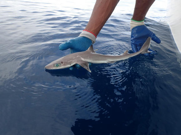 The Genie’s dogfish (Squalus clarkae), adult, Belize. Image credit: MarAlliance.