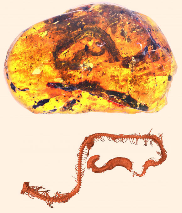 Photograph of the piece of amber containing Xiaophis myanmarensis and 3D reconstruction of its skeleton. Image credit: Ming Bai, Chinese Academy of Sciences.
