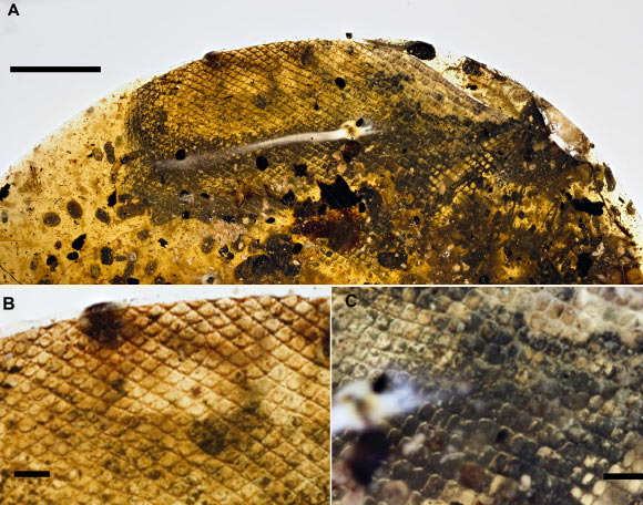 Light photographs of probable snake shed skin: (A) overall view of the complete specimen; scale bar - 5 mm; (B) close-up of the left portion of the specimen showing converging scale rows (center top); scale bar - 1 mm; (C) close-up of the right mid-region of the specimen; scale bar - 1 mm. Image credit: Xing et al, doi: 10.1126/sciadv.aat5042.