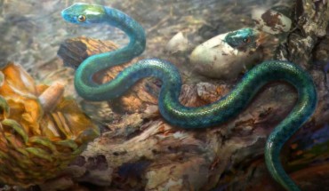 Xiaophis myanmarensis lived in a forest environment in what is now Myanmar. Image credit: Cheung Chung Tat.