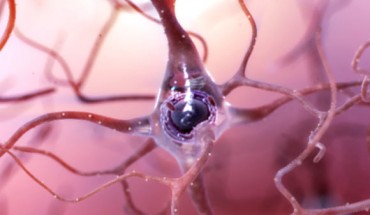 MPS is a novel neuroprotective molecule that is more than two orders of magnitude more potent than the related molecule, ethosuximide. The discovery may enable novel treatments for human neurodegenerative diseases to be developed in the future. Image credit: National Institute on Aging / National Institutes of Health.