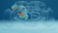 The fruit fly brain contains roughly 100,000 neurons, which can now be traced in detail using a dataset that includes roughly 21 million images Zheng et al traced the paths of neurons (colored threads) that reach out to the mushroom body, a region involved in memory and learning. Image credit: Zheng et al, doi: 10.1016/j.cell.2018.06.019.