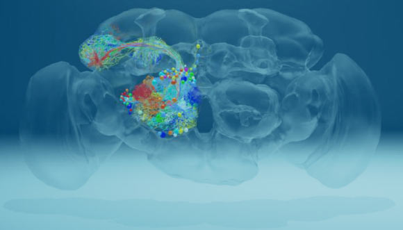 The fruit fly brain contains roughly 100,000 neurons, which can now be traced in detail using a dataset that includes roughly 21 million images Zheng et al traced the paths of neurons (colored threads) that reach out to the mushroom body, a region involved in memory and learning. Image credit: Zheng et al, doi: 10.1016/j.cell.2018.06.019.