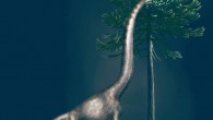 This illustration shows a Brachiosaurus eating from an Araucaria tree. These dinosaurs had enormous necks and relatively short tails. The animal to which the foot belongs was nearly 4 m high at its hip. Image credit: Davide Bonadonna.