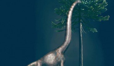 This illustration shows a Brachiosaurus eating from an Araucaria tree. These dinosaurs had enormous necks and relatively short tails. The animal to which the foot belongs was nearly 4 m high at its hip. Image credit: Davide Bonadonna.