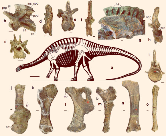 Skeletal reconstruction and exemplar skeletal remains of Lingwulong shenqi. Silhouette showing preserved elements (a); middle cervical vertebra in left lateral (b) and anterior (c) views; anterior dorsal vertebra in left lateral (d) and anterior (e) views; posterior dorsal vertebra in lateral view (f); sacrum and ilium in left lateral view (g); anterior caudal vertebra in left lateral (h) and anterior (i) views; right scapulocoracoid in lateral view (j); right humerus in anterior view (k); left pubis in lateral view (l); right ischium in lateral (m) views; right femur in posterior view (n); and right tibia in lateral view (o). Abbreviations: ap - ambiens process, ar - acromial ridge, ip - iliac peduncle, naf - notch anterior to glenoid, np - neural spine, podl - postzygodiapophyseal lamina, ppr - prezygapophyseal process ridge, prp – prezygapophysis, pvf - posteroventral fossa, slf - shallow lateral fossa, spol - spinopostzygapophyseal lamina, sprl - spinoprezygapophyseal lamina, wls - wing-like structure. Scale bars - 100 cm for (a) and 5 cm for (b-o). Image credit: Xu et al, doi: 10.1038/s41467-018-05128-1.