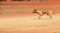 Balme et al present the results of direct dating of dingo bones from their oldest known archaeological context, Madura Cave on the Nullarbor Plain; these dates demonstrate that dingoes were in southern Australia by between 3,348 and 3,081 years ago. Image credit: Jacqueline Wales.