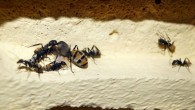 In many ant species, workers are much smaller than queens and cannot reproduce; Chandra et al wanted to know: how did these physical and behavioral differences evolve? Image credit: Andreas Metallerreni.