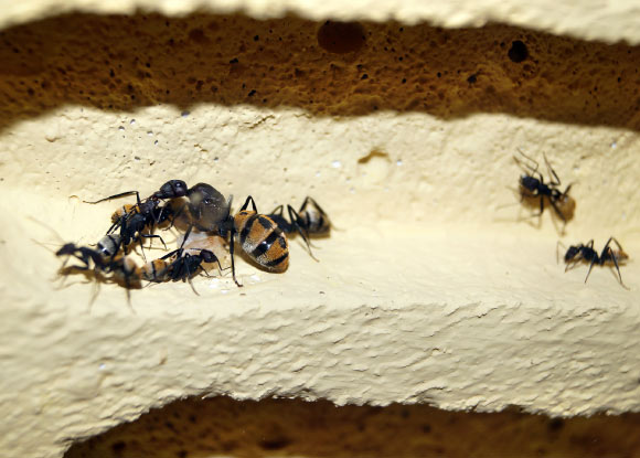 In many ant species, workers are much smaller than queens and cannot reproduce; Chandra et al wanted to know: how did these physical and behavioral differences evolve? Image credit: Andreas Metallerreni.