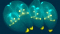 Toxoplasma gondii has a unique cytoskeletal apparatus that is probably used for invading host cells and for parasite replication. Shown here are images of Toxoplasma gondii constructing daughter scaffolds within the mother cell. Image credit: Ke Hu & John M. Murray / CC BY 4.0.