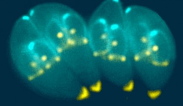 Toxoplasma gondii has a unique cytoskeletal apparatus that is probably used for invading host cells and for parasite replication. Shown here are images of Toxoplasma gondii constructing daughter scaffolds within the mother cell. Image credit: Ke Hu & John M. Murray / CC BY 4.0.