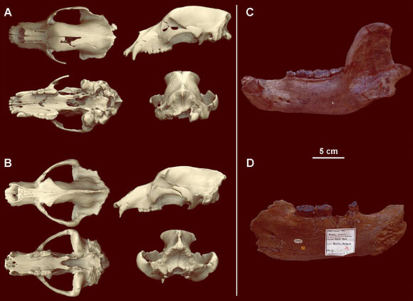 (A) a subadult male cranium of Ursus deningeri from Sima de los Huesos, Spain, in different views compared to (B) an adult male cranium of Ursus spelaeus; (C, D) mandibles of Ursus deningeri. Image credit: van Heteren et al, doi: 10.1080/08912963.2018.1487965.