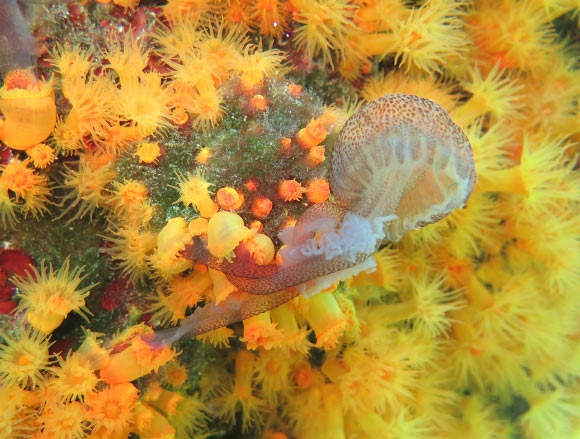 The mauve stinger (Pelagia noctiluca) trapped among colonies of the orange coral (Astroides calycularis). Image credit: Musco et al, doi: 10.1002/ecy.2413.
