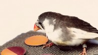 Due to a phenomenon called categorical perception, zebra finches partition the range of hues from red to orange into two discrete categories. Image credit: Ryan Huang, TerraCommunications LLC.