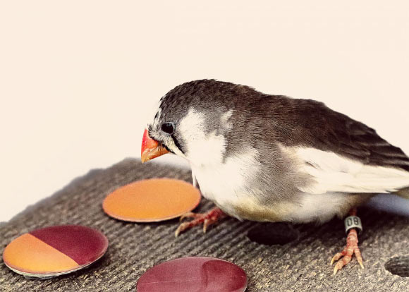 Due to a phenomenon called categorical perception, zebra finches partition the range of hues from red to orange into two discrete categories. Image credit: Ryan Huang, TerraCommunications LLC.