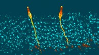 Pulmonary ionocytes (orange) extend through neighboring epithelial cells in the upper respiratory tract of the mouse, to the surface of the epithelial lining; cell nuclei in cyan. Image credit: Montoro et al, doi: 10.1038/s41586-018-0393-7.