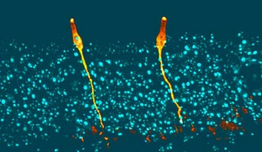 Pulmonary ionocytes (orange) extend through neighboring epithelial cells in the upper respiratory tract of the mouse, to the surface of the epithelial lining; cell nuclei in cyan. Image credit: Montoro et al, doi: 10.1038/s41586-018-0393-7.