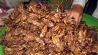 Deep-fried crickets on sale in Cambodia. Image credit: Thomas Schoch / CC BY-SA 2.5.