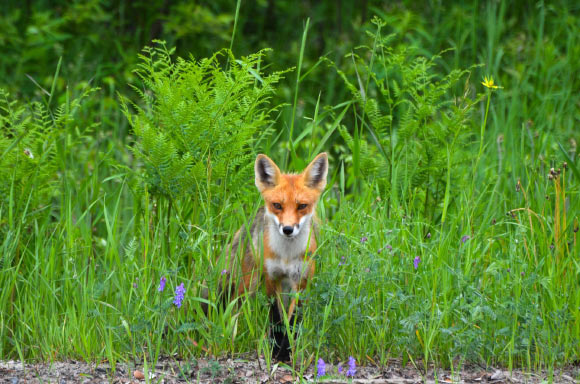 The red fox (Vulpes vulpes). Image credit: Dia Picard.