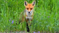 The red fox (Vulpes vulpes). Image credit: Dia Picard.