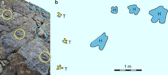 The first North American co-occurrence of hadrosaur and therizinosaur tracks: (a) photo of large block in study area that demonstrates the co-occurrence of both hadrosaurid (in blue) and therizinosaurid (in yellow) tracks on the same bedding plane; (b) line drawing of tracks on the slab in (a), with hadrosaurid tracks in blue, therizinosaurid tracks in yellow; note the different sizes of hadrosaur tracks indicating multiple generations of this type of dinosaur. Image credit: Fiorillo et al, doi: 10.1038/s41598-018-30110-8.